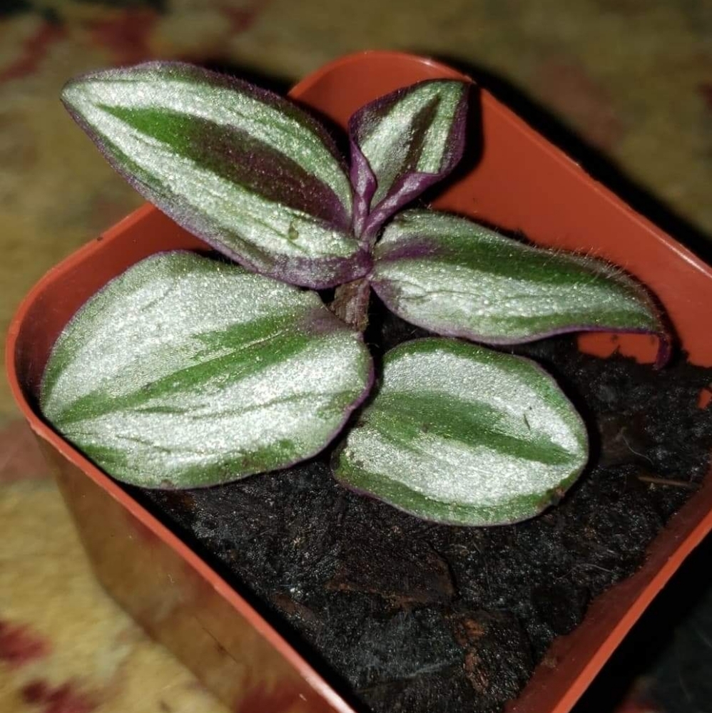 Live wandering jew plant